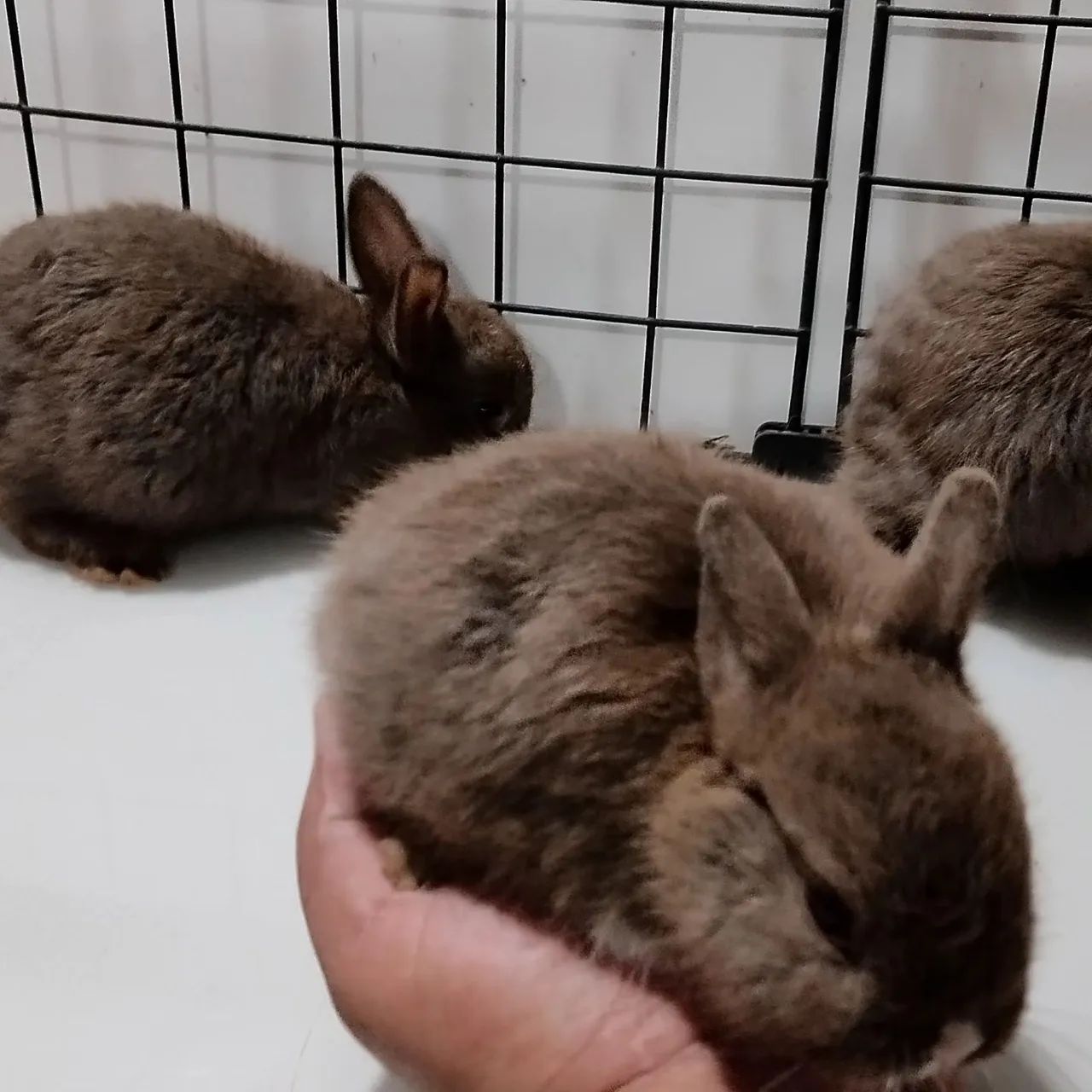 Criatório Roedores e Cia (coelhos anão Netherland disponíveis) - Foto 6