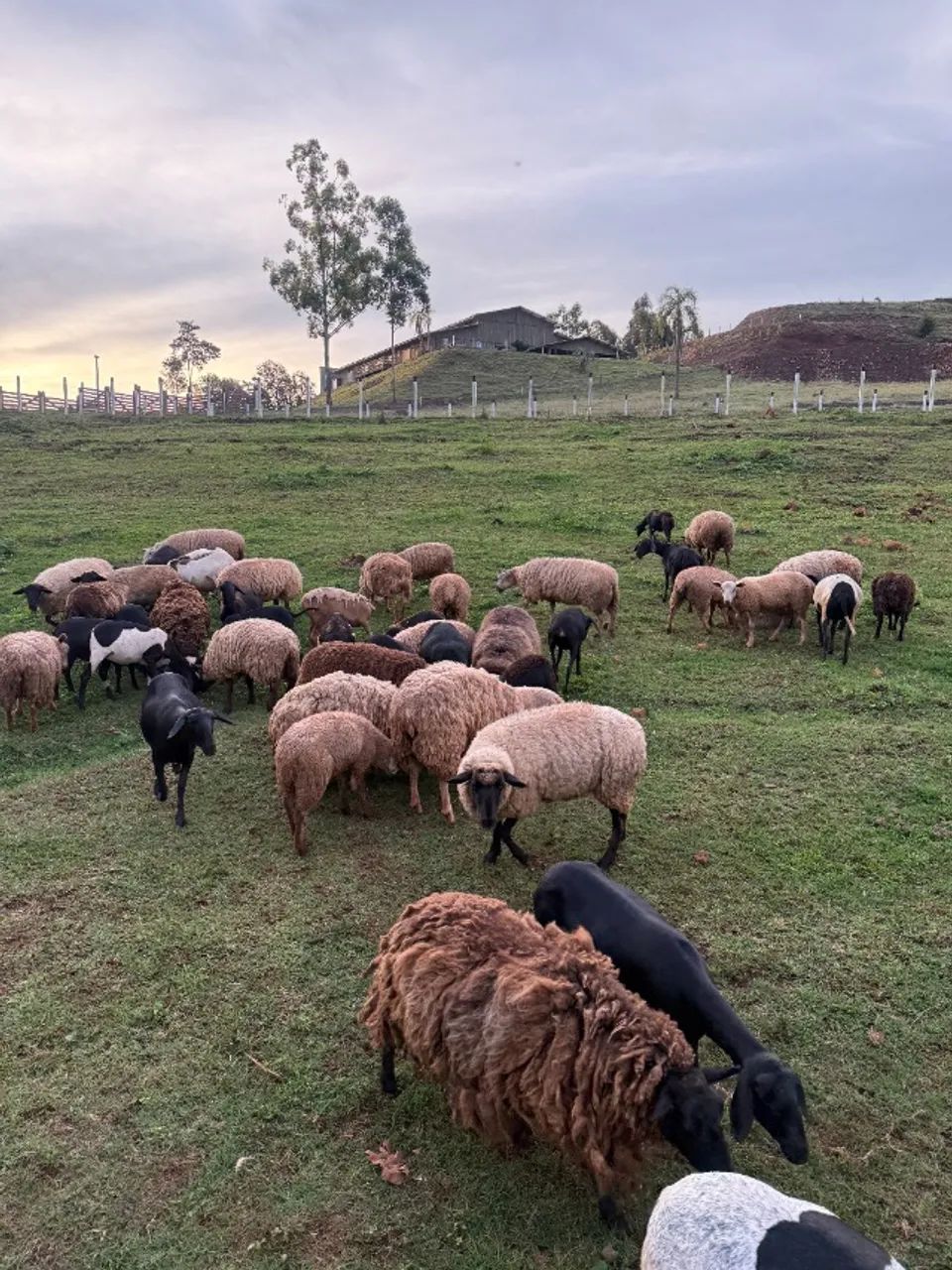 Ovelhas Texel e Suffolk puras - Genética de Qualidade  - Foto 5