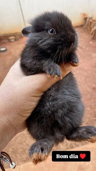 Filhotes de coelho  - Foto 6