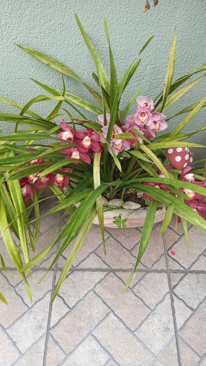 Vaso em cimento com Orquideas