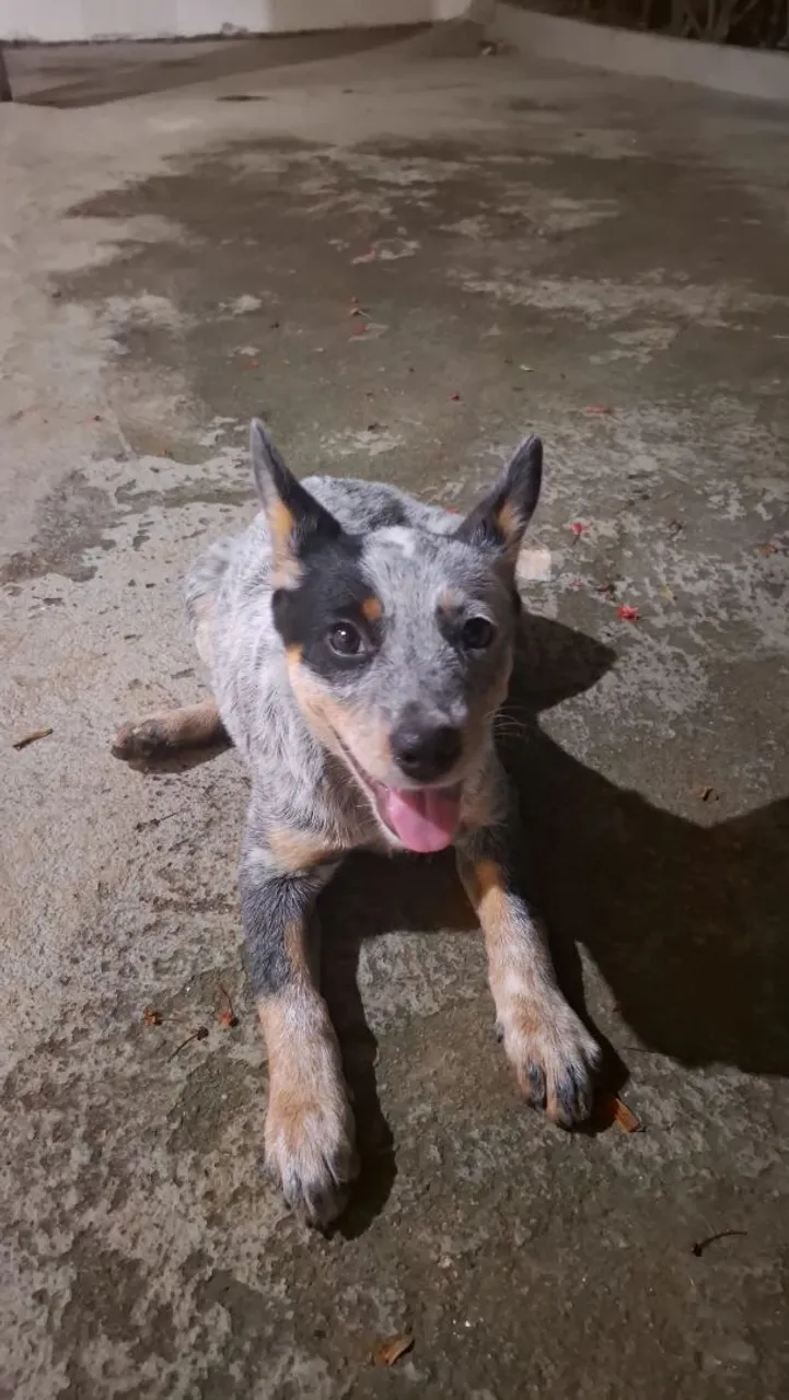 Filhote de Blue heeler (boiadeiro australiano)
