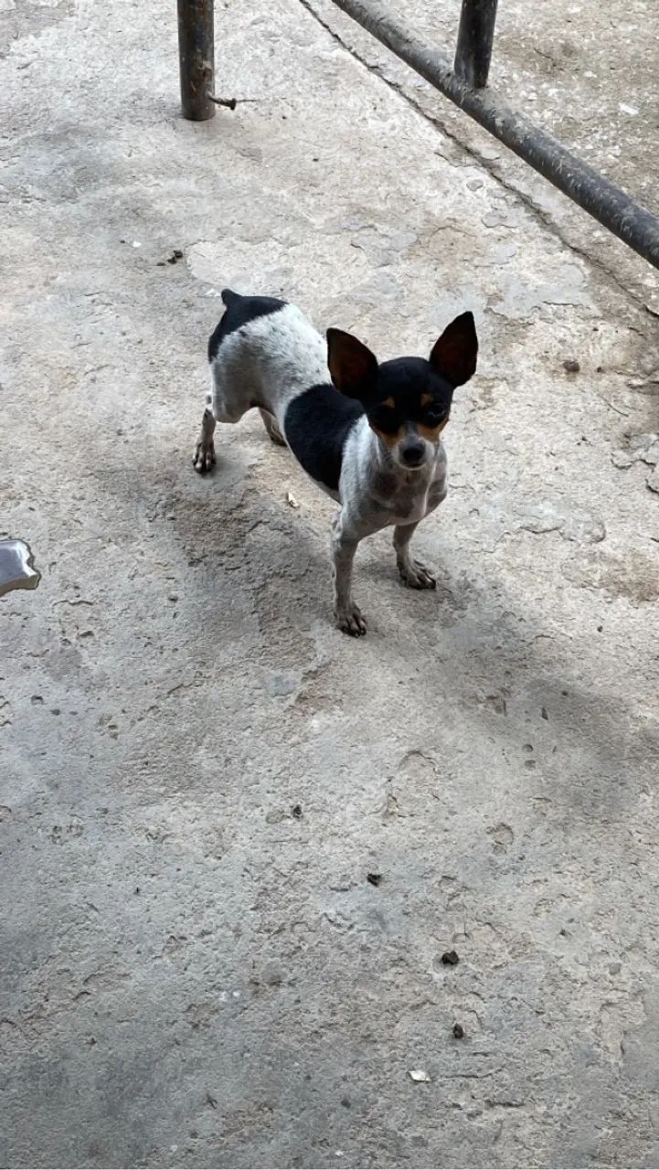 Pinscher número 1 - Foto 2
