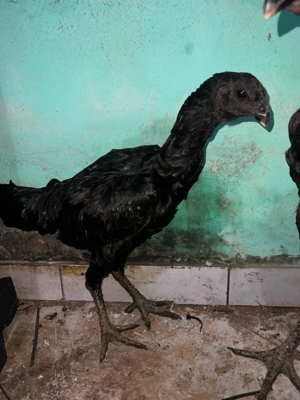 Índio urubu- índio gigante urubu  - Foto 2