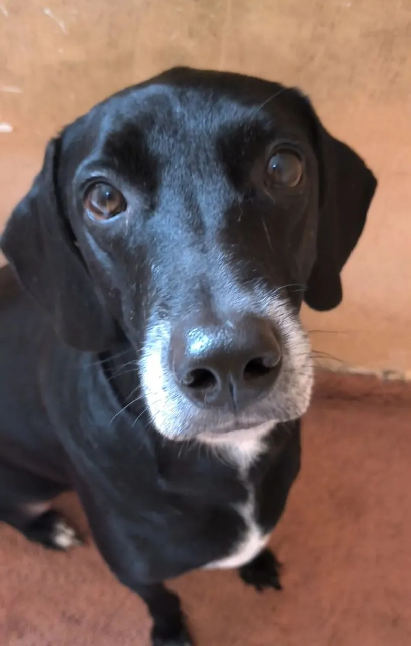 Cãozinho adorável para adoção