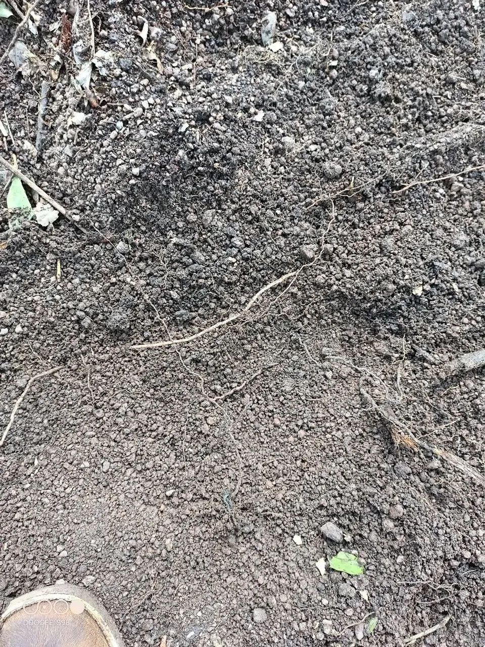 Fazenda de arrendamento 5.000 hec em Fátima no Tocantins - Foto 5