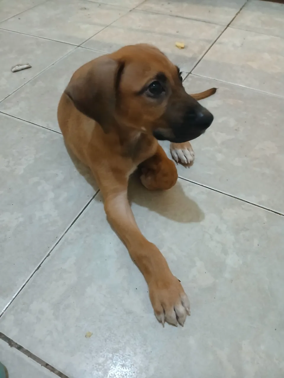 Filhote de cachorro fofo e brincalhão
