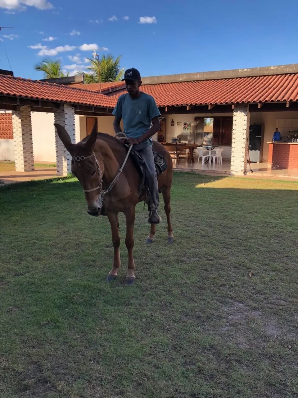 MULA REGISTRADA !  - Foto 3