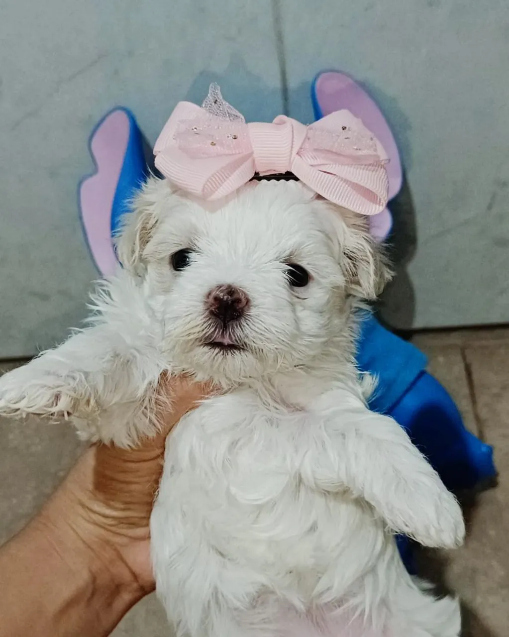 Maltês fêmea