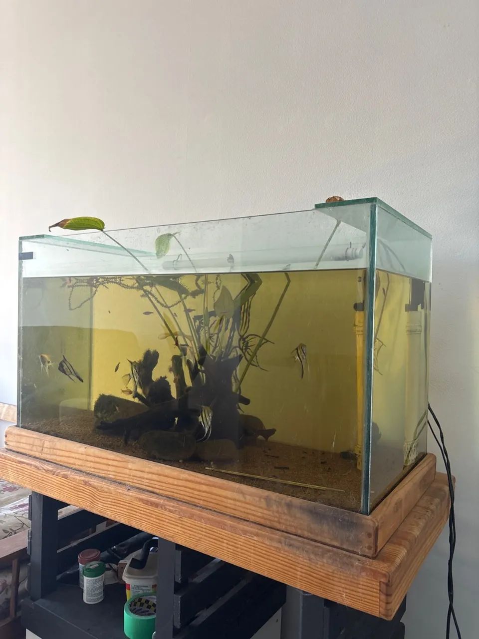 Aquário completo  - Foto 3