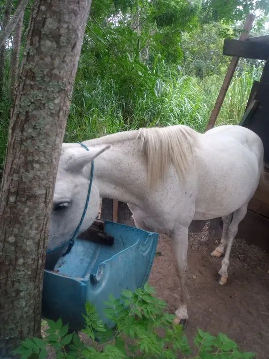 Égua nova marchadeira - Foto 2
