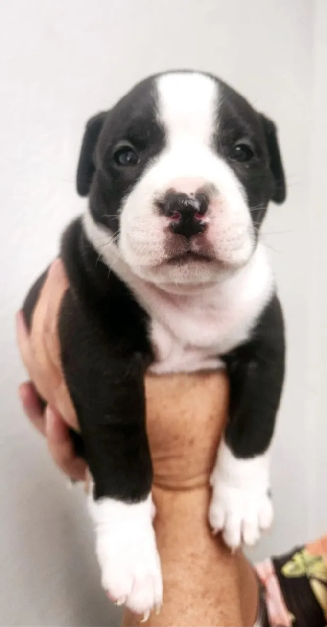 Filhotes American Bully