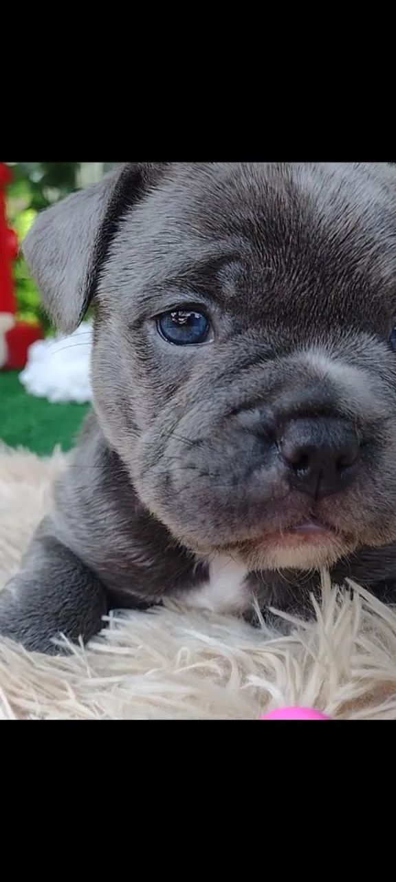 Filhote de Bulldog Inglês - Foto 2