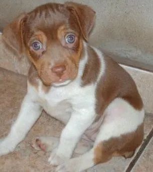 Alegres Fox Paulistinha à Venda!