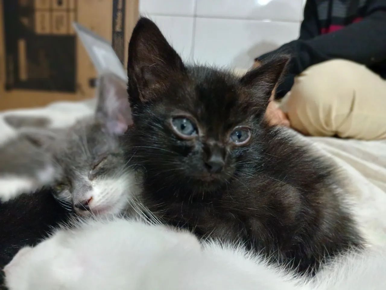 Doação de filhotes