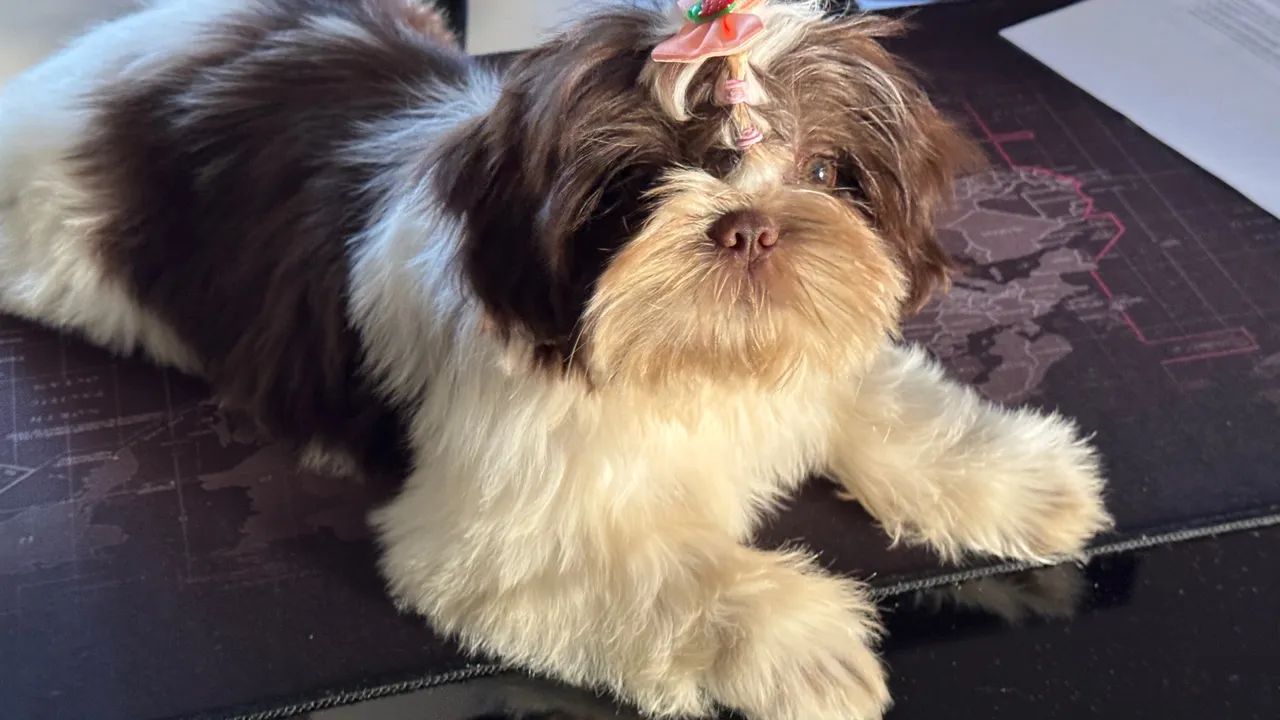 Shih Tzu FÊMEA CHOCOLATE  - Foto 3
