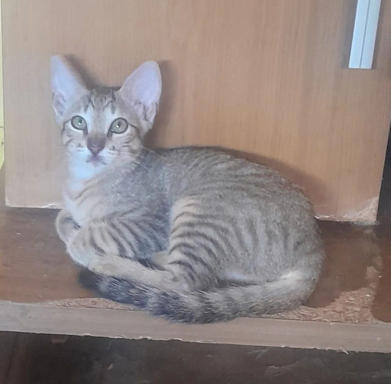 Gatinho lindo  e fofinho e companheiro 