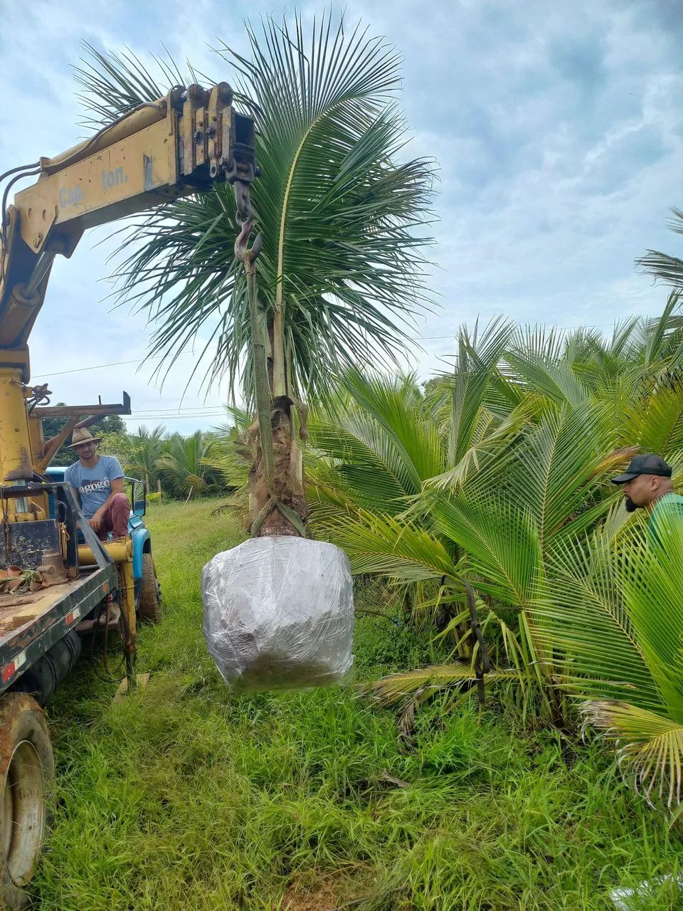 M.DE COCO ANÃO VERDE. Favor ler o anúncio. .  - Foto 3