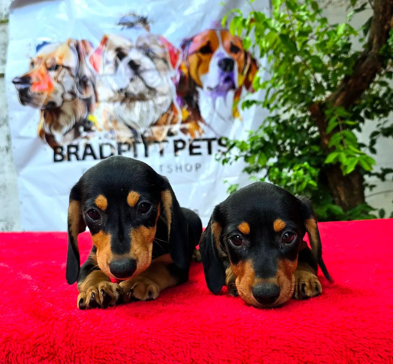 Filhotes MACHOS de Dachshund (Teckel) - @BRADPITTPETS - Foto 2