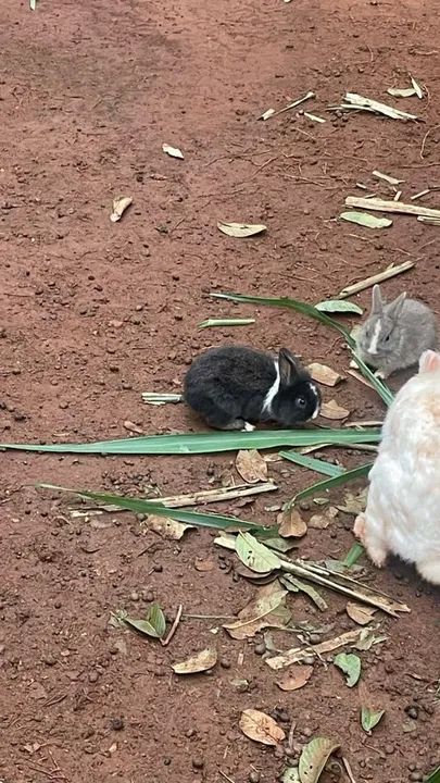 Filhotes de coelho  - Foto 4