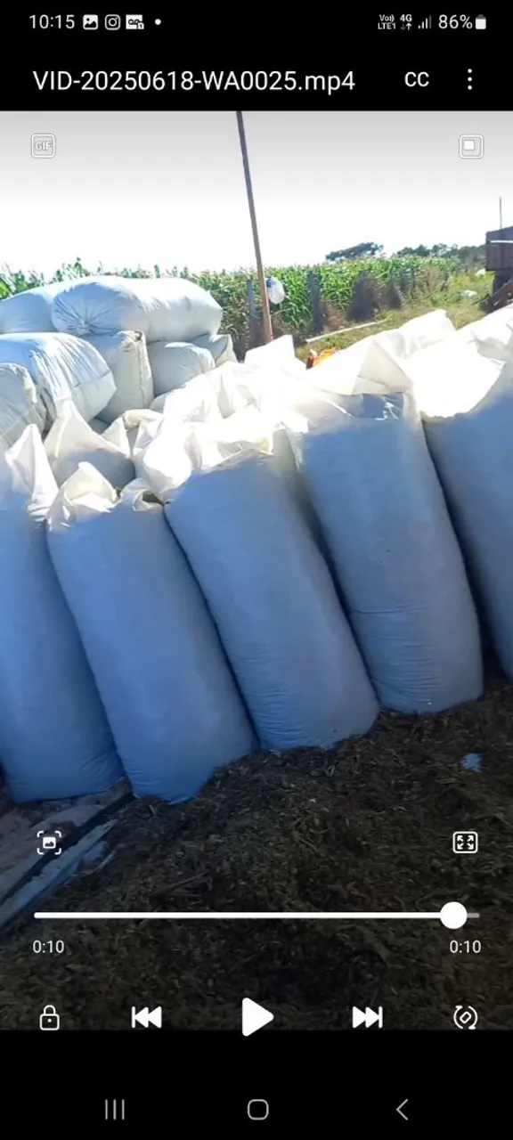 Silagem ensacada de alta qualidade 28kilos entregamos- Feno