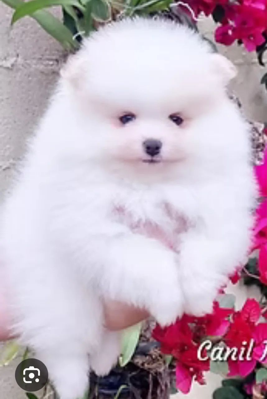 Lulu da pomerania (Spitz alemão) com garantia  - Foto 4