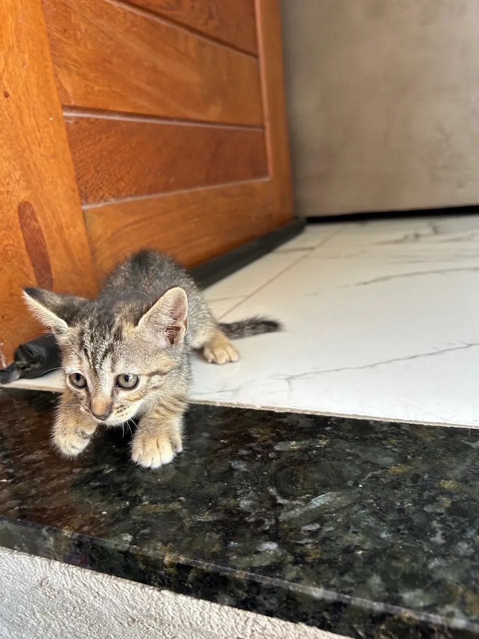 Gatos filhotes para adoção  - Foto 4