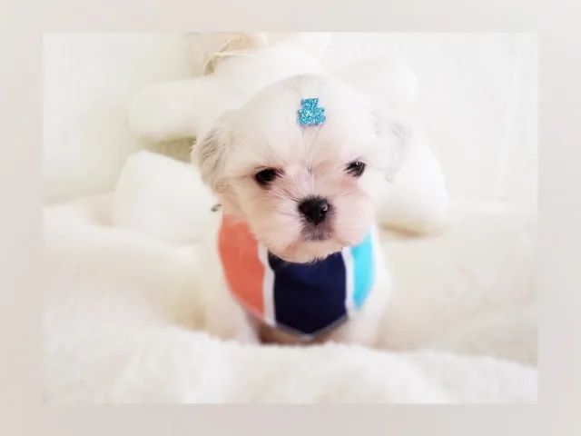 Shihtzu macho em loja - Foto 3