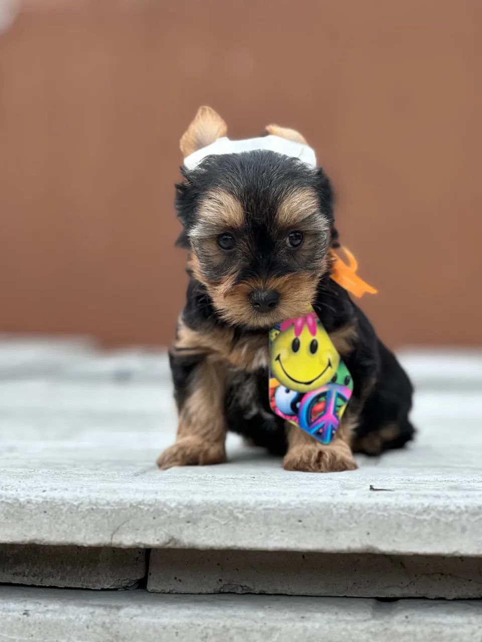 Filhotes de yorkshire macho mini adestrado! - Foto 2