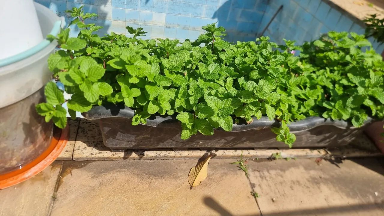 Vaso de hortela organica com muita terra adubada e organica tambem - Foto 4