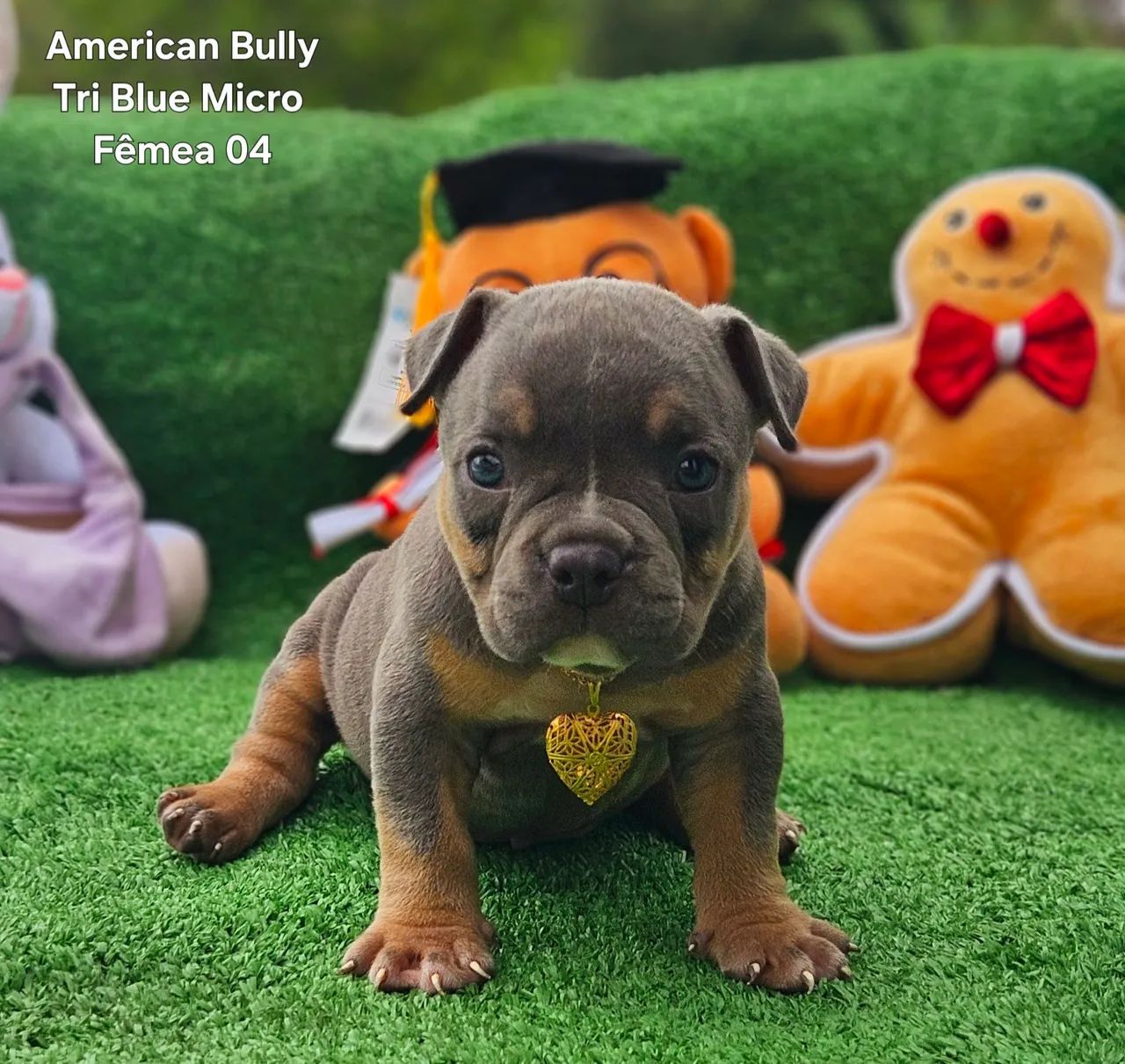 American Bully  Micro a partir 2500,00 - Foto 4