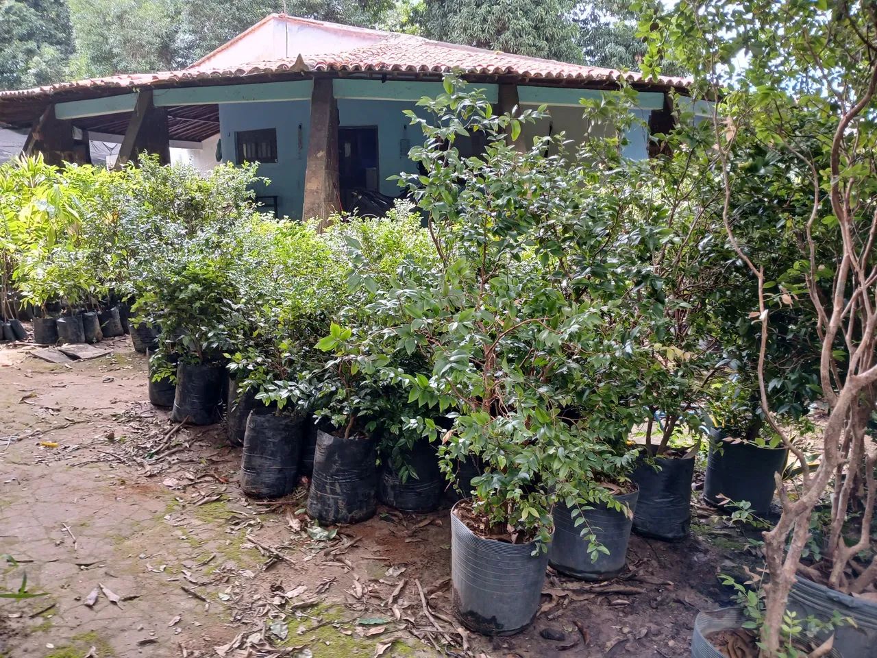 Mudas de Jabuticaba híbrida  - Foto 3