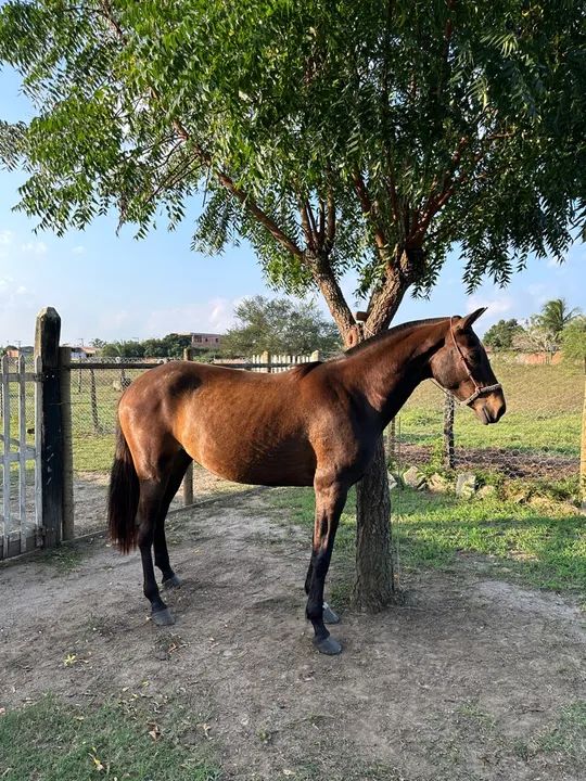 Égua Manga Larga Marchador  - Foto 4