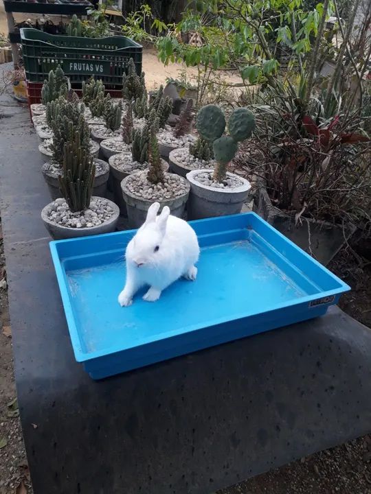 Coelho anão netherland dwarf  olho azul  - Foto 5