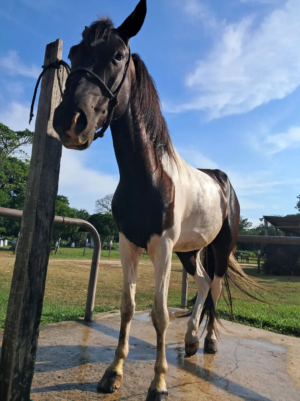 Cavalo Pampa de preto - Foto 6