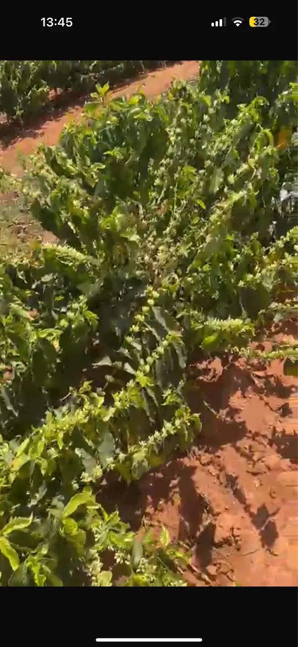 Fazenda de café região de monte Carmelo  - Foto 4