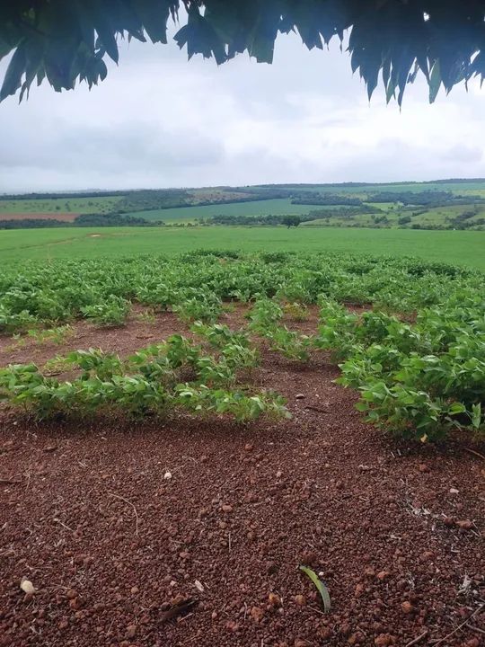 Fazenda 31 alqueires  - Foto 4
