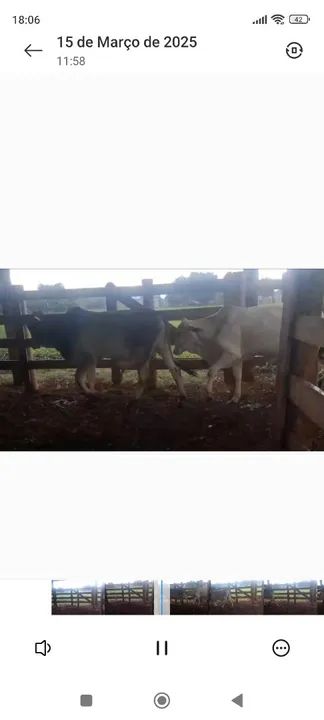 Bezerros sobreano 2900,00