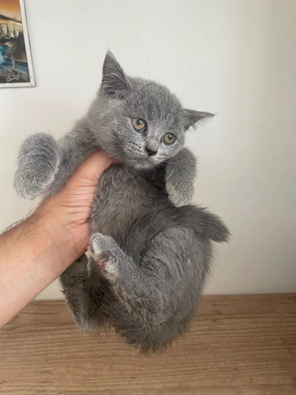 Gatos da raça British Shorthair com pedegree - Foto 2