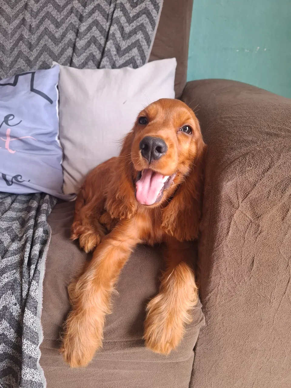 Cocker Spaniel Inglês Macho