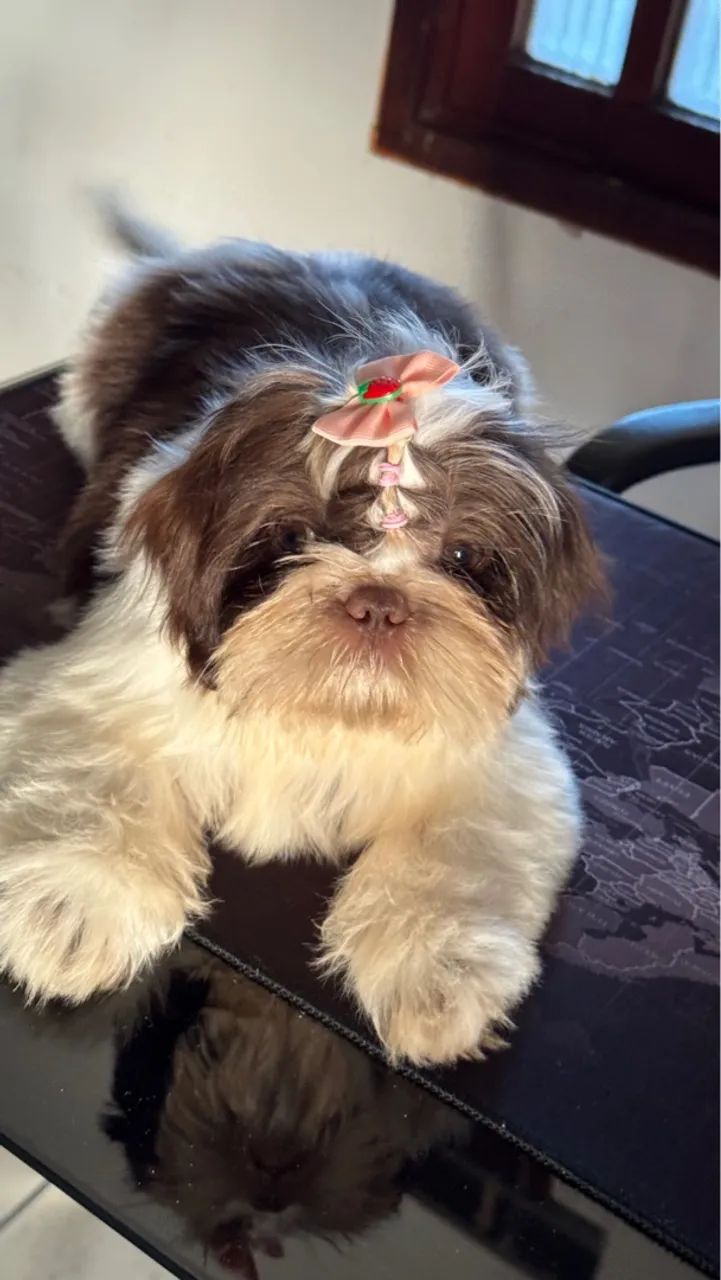 Shih Tzu FÊMEA CHOCOLATE  - Foto 4