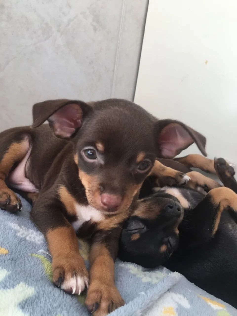 Filhotes Pinscher n 2  Fofos! - Foto 4