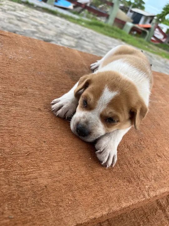 Cachorrinhos comuns - Foto 3