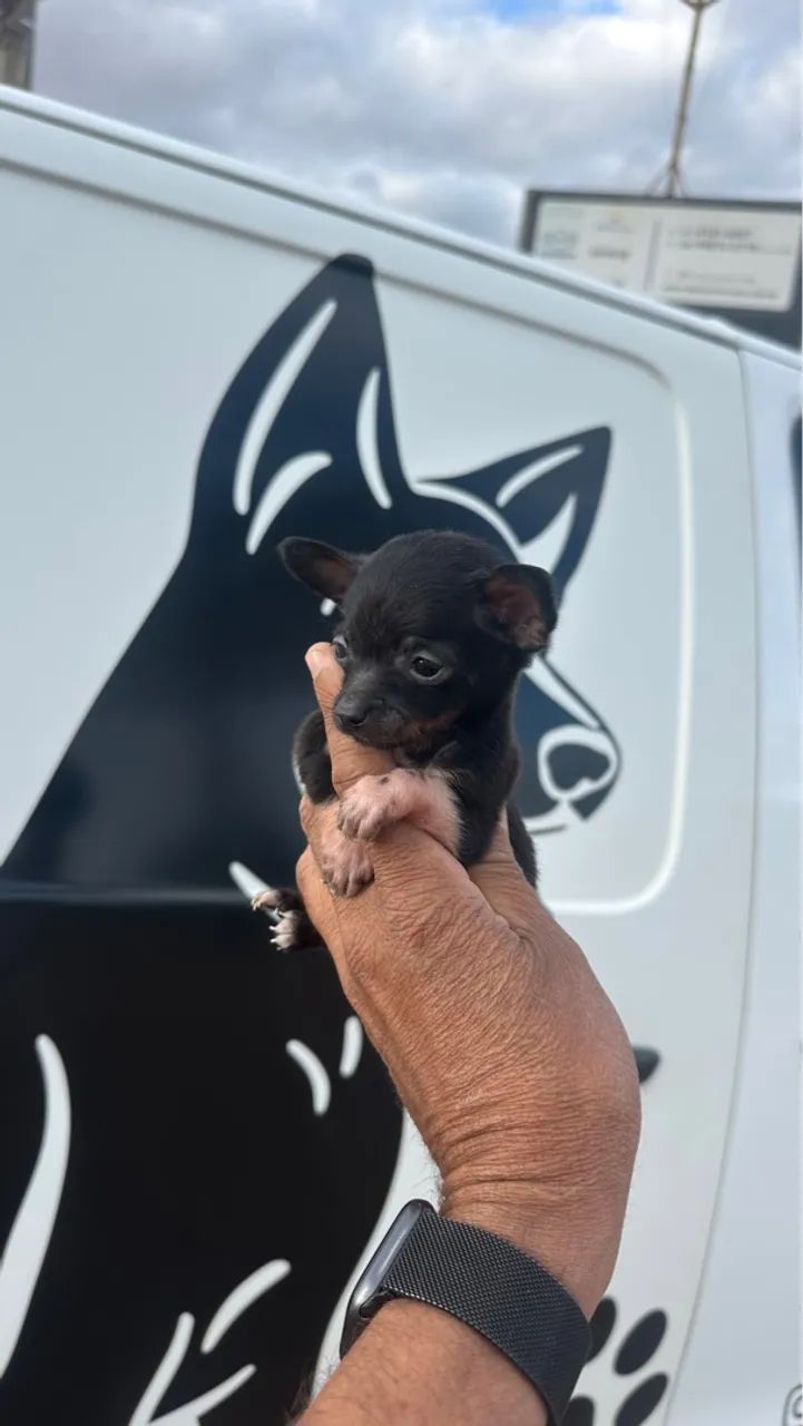Pinscher 0 micros machos e fêmeas