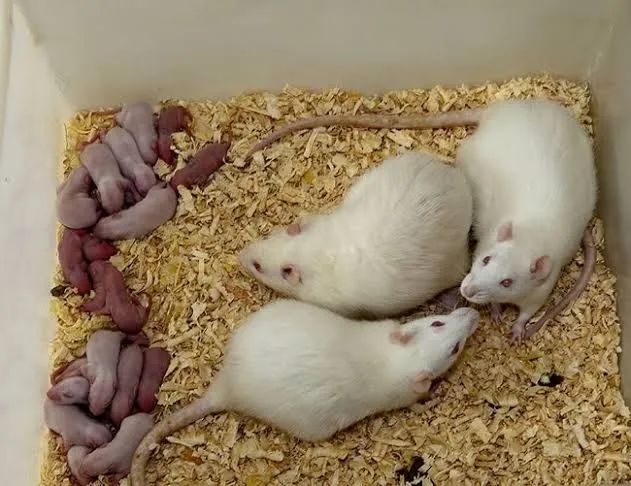 Ratos para Pets - Twister e Neonatos - Foto 2