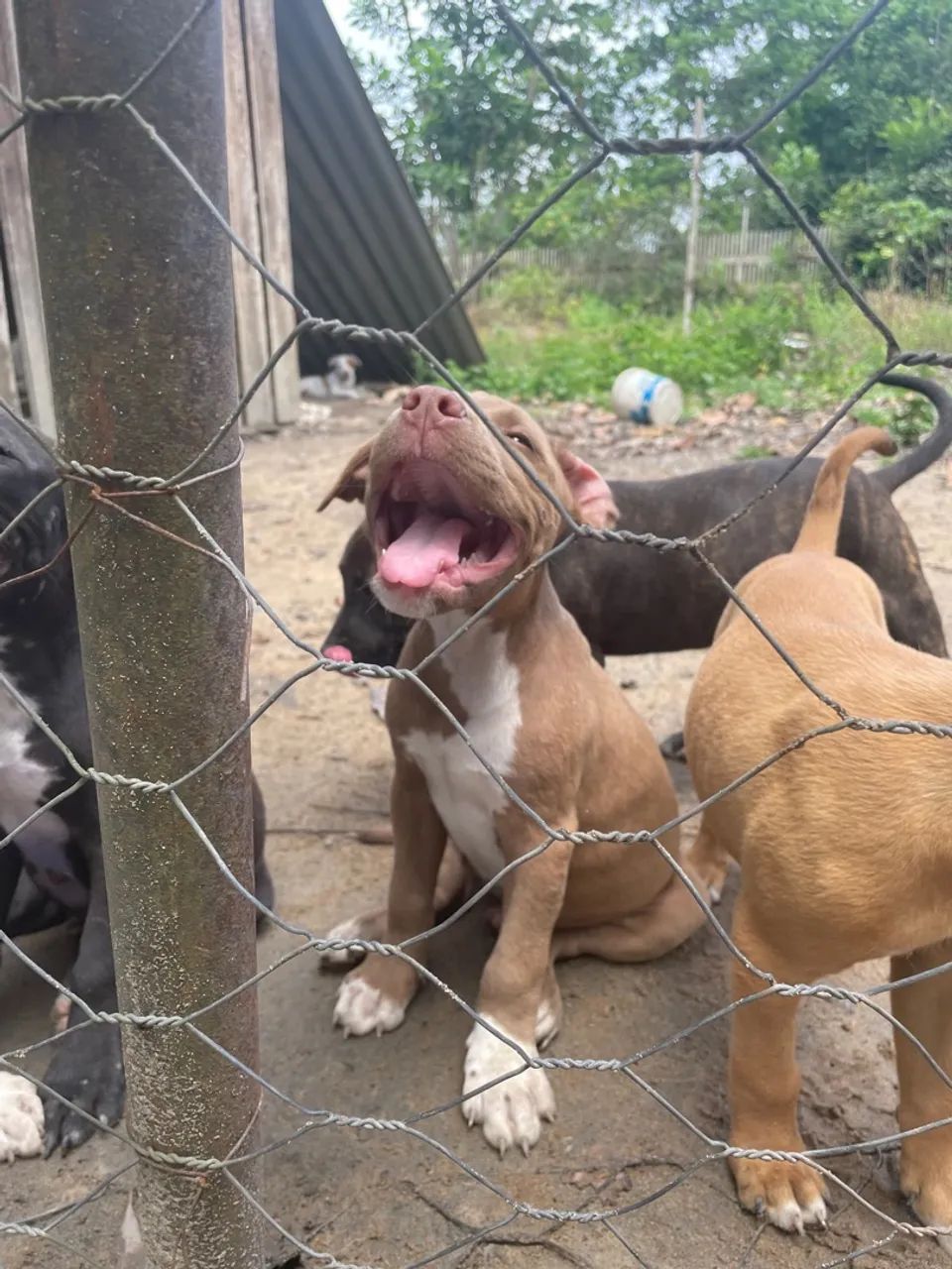 Pitbull venda - Foto 3