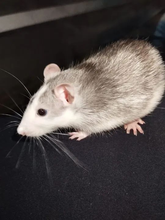 Rato Twister - Adorável e Carinhoso