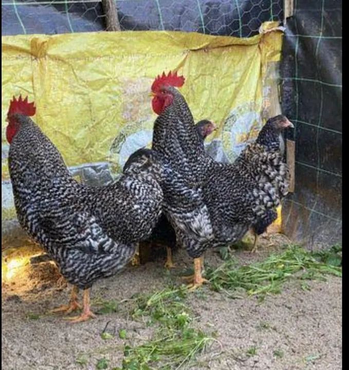 Lindas frangas carijo - Foto 2