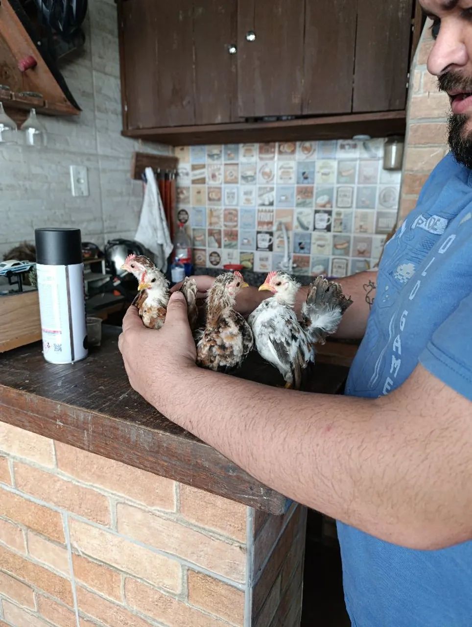 Filhotes de Garnizé Serama  - Foto 5