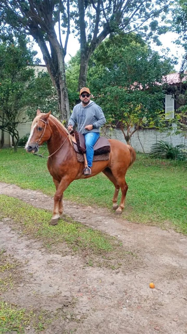 Vendo cavalo - Foto 4