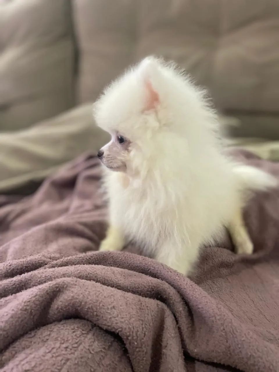 Filhotes de spitz alemão disponíveis - Foto 4